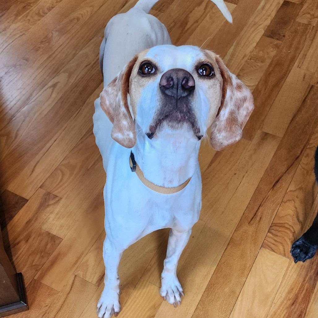 Enlarge Dottie, a ADOPTABLE English Pointer in Monticello, IA image 4/6