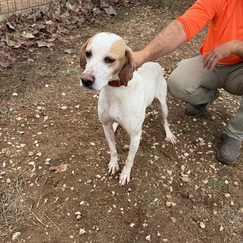 Enlarge Dottie, a ADOPTABLE English Pointer in Monticello, IA image 3/6