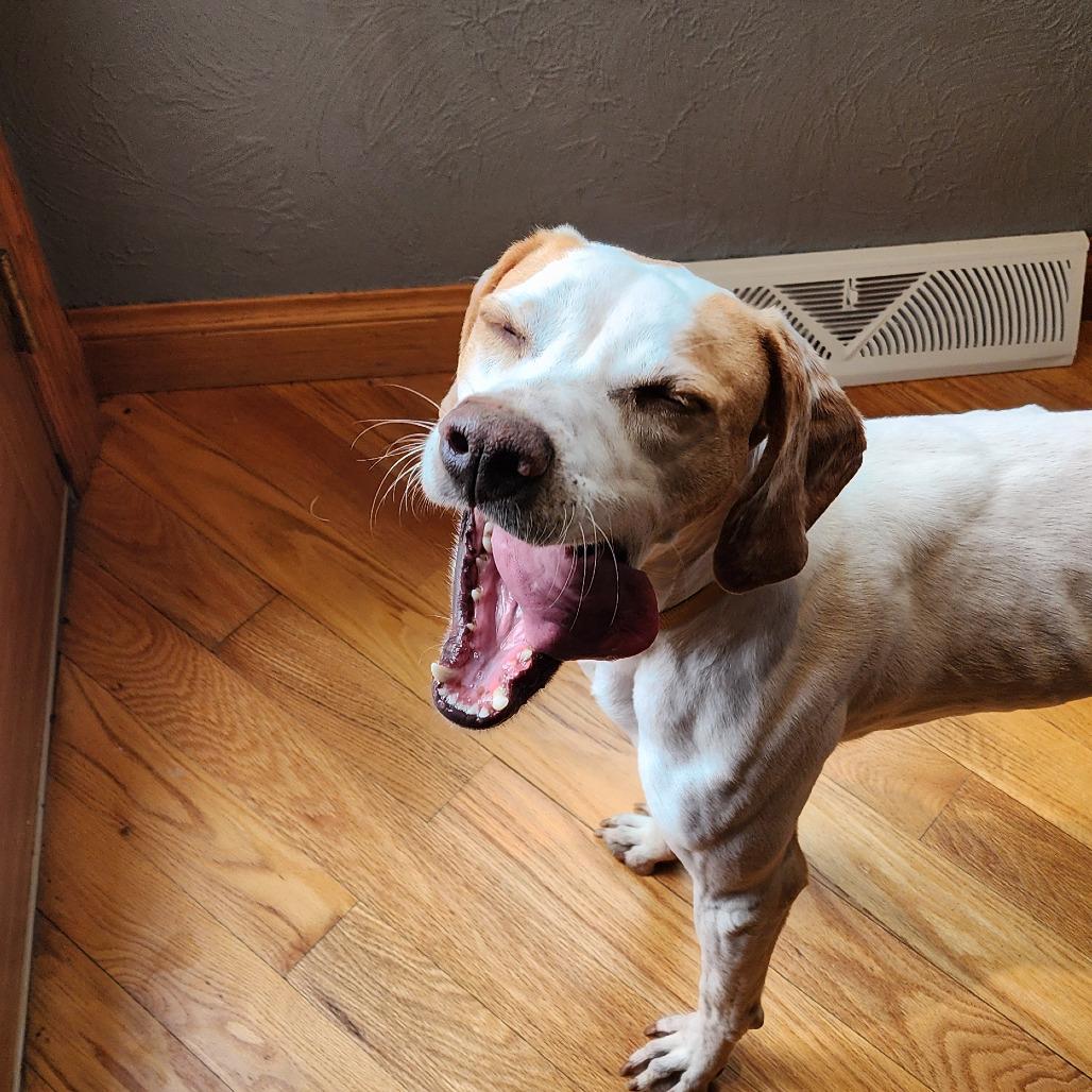 Enlarge Dottie, a ADOPTABLE English Pointer in Monticello, IA image 5/6