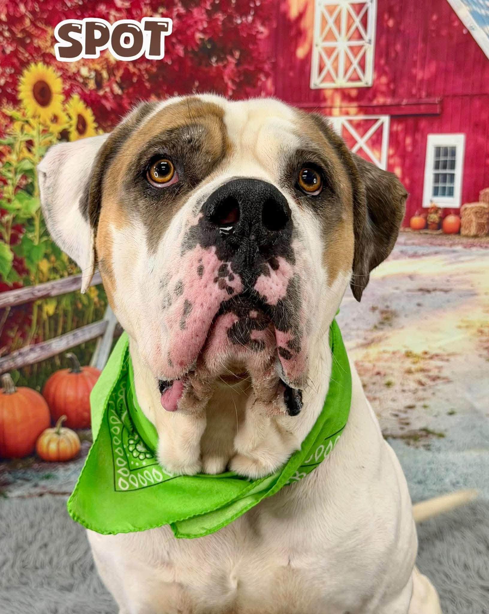 Enlarge Spot, a Adoptable Mixed Breed in Flint, MI image 1/1