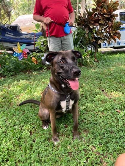 Georgia - 1, Adoptable, Adult Female Shepherd & Retriever.