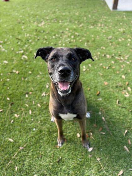 Georgia - 1, Adoptable, Adult Female Shepherd & Retriever.