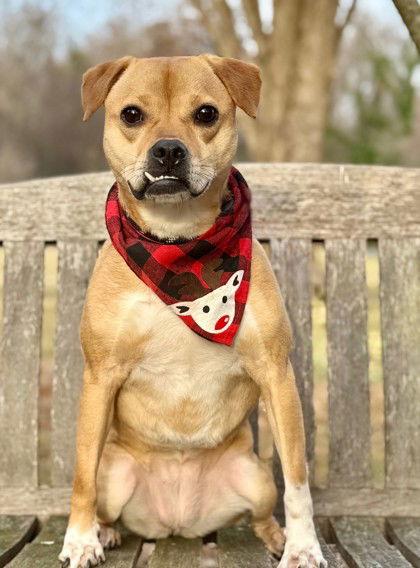Enlarge Raja, a Adoptable mixed breed in Midland, VA image 1/1