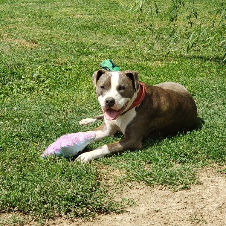 Stemmy, a Adoptable Terrier in St. Louis, MO image 2/5