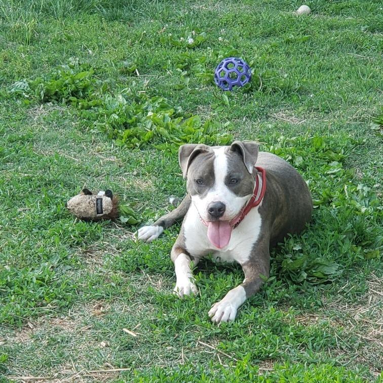 Stemmy, a Adoptable Terrier in St. Louis, MO image 4/5