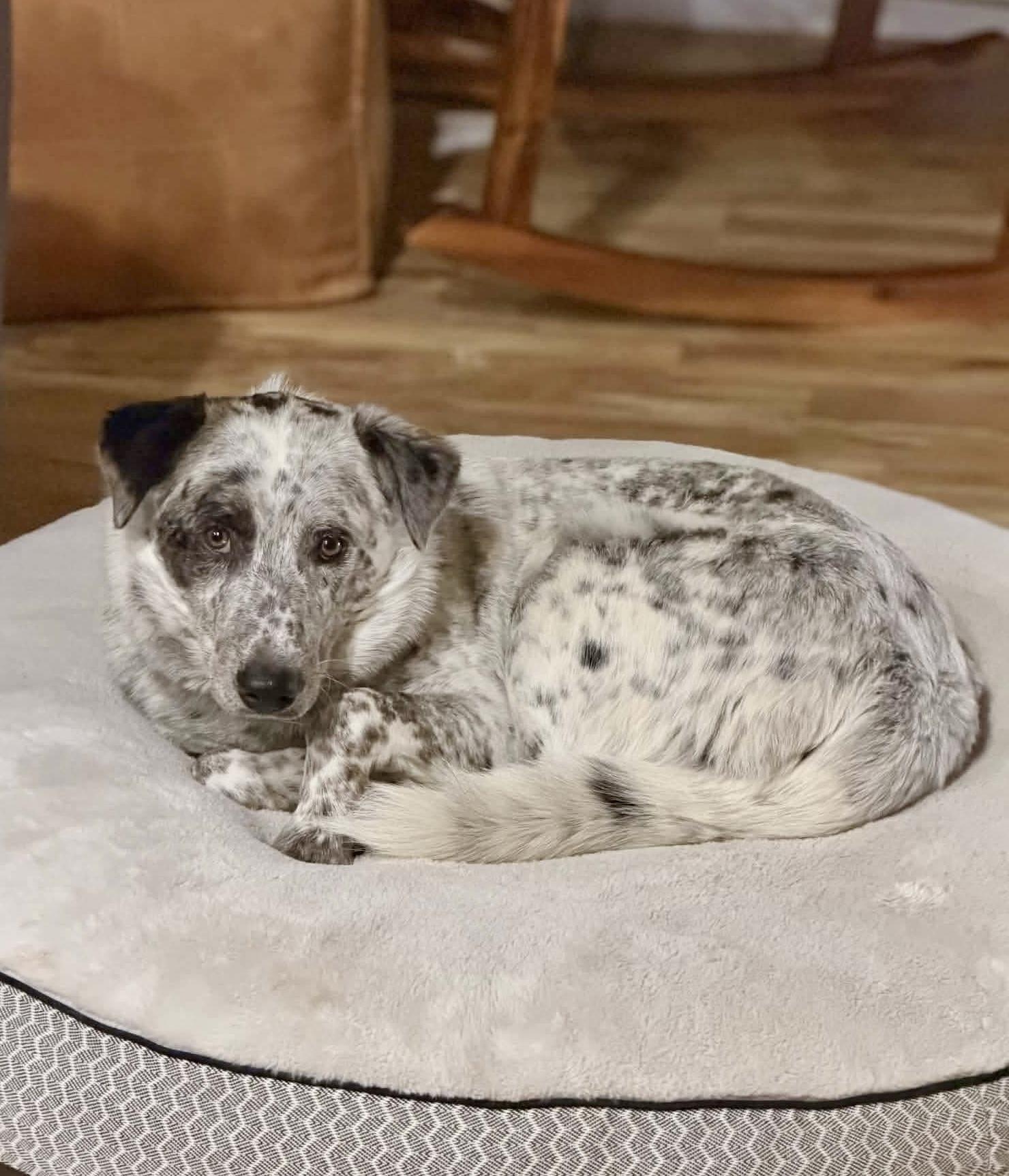 Enlarge Finn, a Adoptable Australian Cattle Dog / Blue Heeler in Las Vegas, NV image 2/3