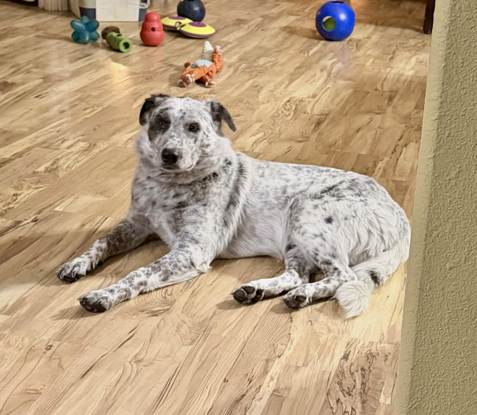 Enlarge Finn, a Adoptable Australian Cattle Dog / Blue Heeler in Las Vegas, NV image 1/3