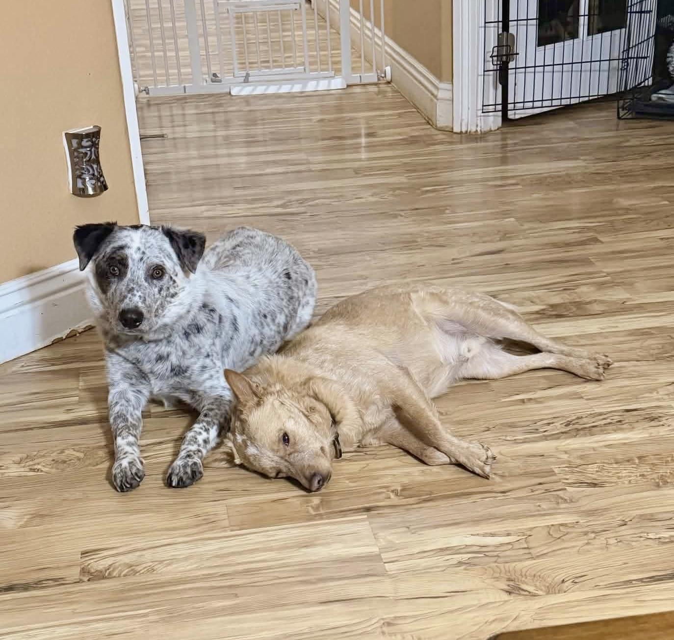 Enlarge Finn, a Adoptable Australian Cattle Dog / Blue Heeler in Las Vegas, NV image 3/3