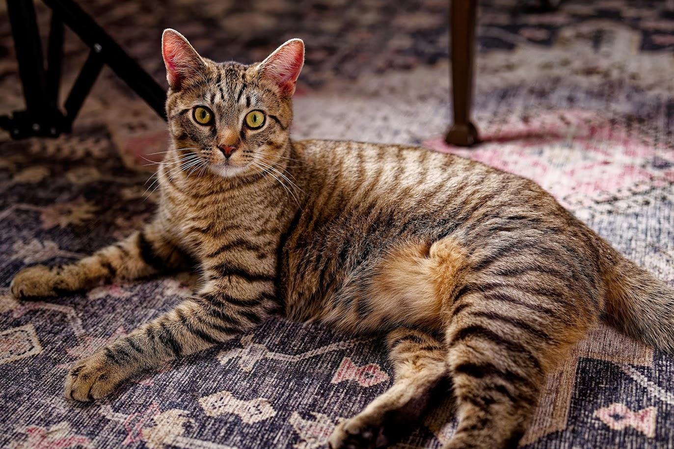 Enlarge Elphie (F) and Fiyero (M)-Sponsored, a ADOPTABLE Domestic Short Hair in Leesburg, VA image 4/6