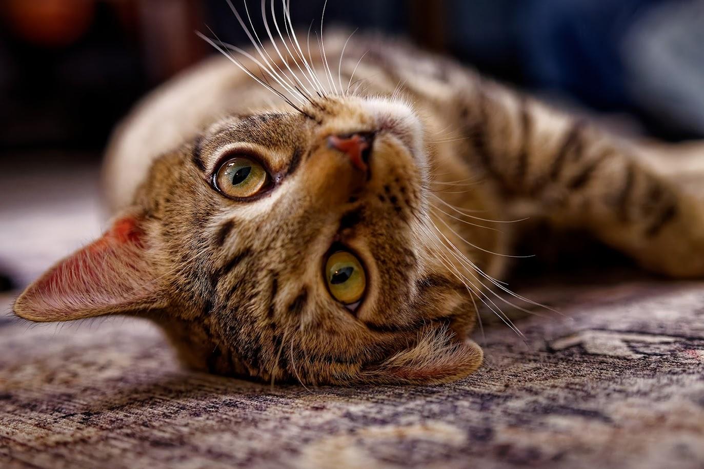 Enlarge Elphie (F) and Fiyero (M)-Sponsored, a ADOPTABLE Domestic Short Hair in Leesburg, VA image 6/6