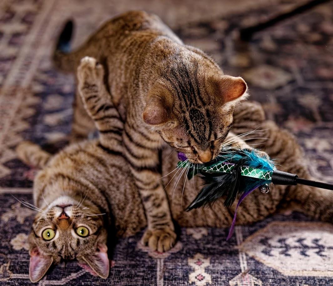 Enlarge Elphie (F) and Fiyero (M)-Sponsored, a ADOPTABLE Domestic Short Hair in Leesburg, VA image 1/6