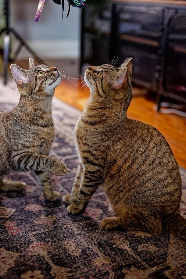 Enlarge Elphie (F) and Fiyero (M)-Sponsored, a ADOPTABLE Domestic Short Hair in Leesburg, VA image 2/6