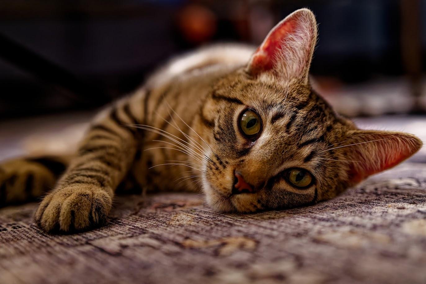 Fiyero (M)-Sponsored, Adoptable, Young Male Domestic Short Hair.
