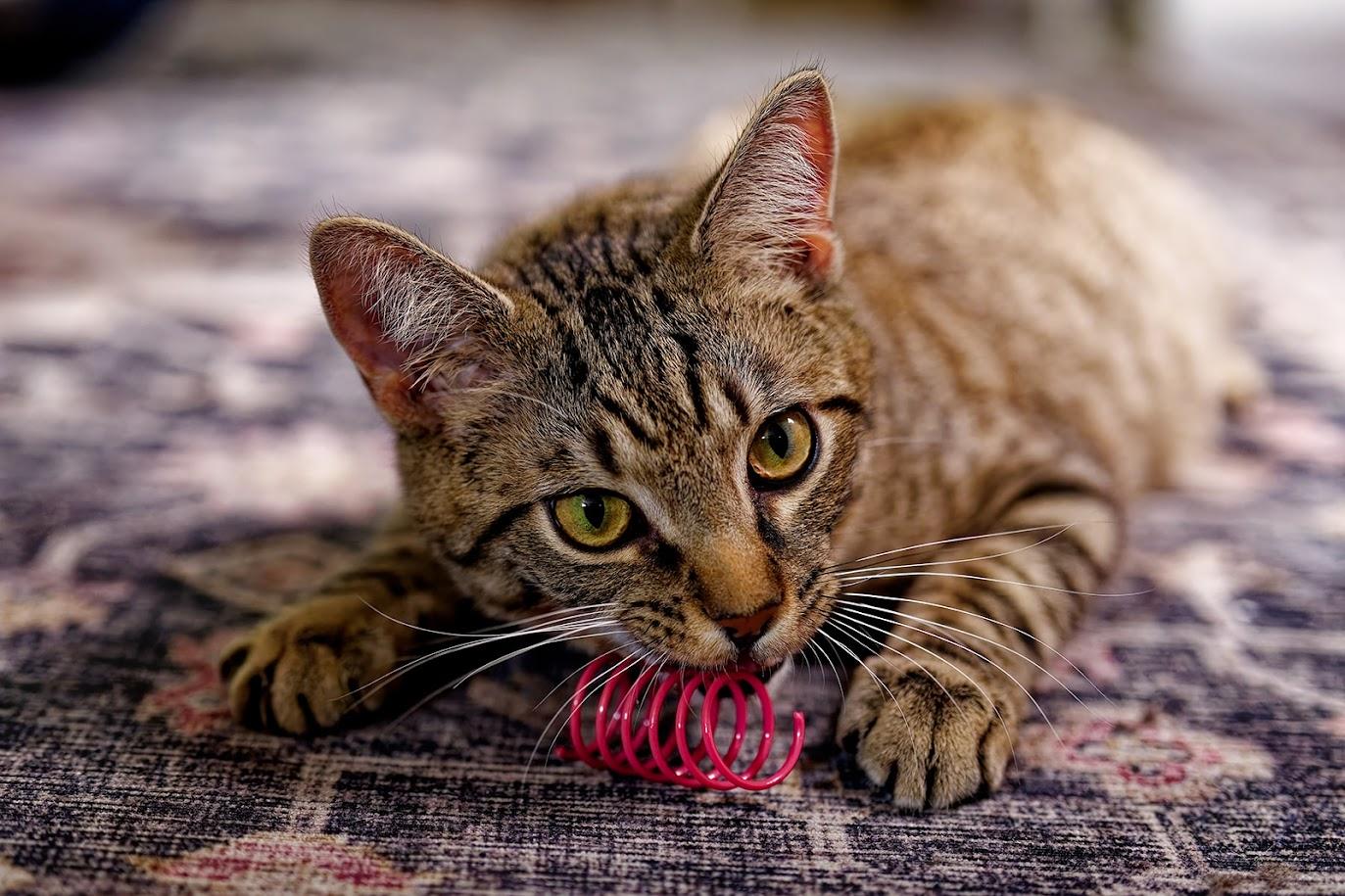 Enlarge Elphie (F) and Fiyero (M)-Sponsored, a ADOPTABLE Domestic Short Hair in Leesburg, VA image 5/6