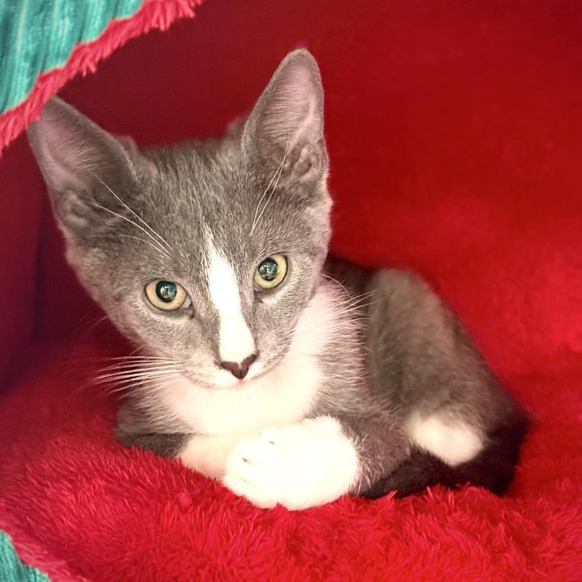 Topsey, a Adoptable Domestic Short Hair in League City, TX image 1/6