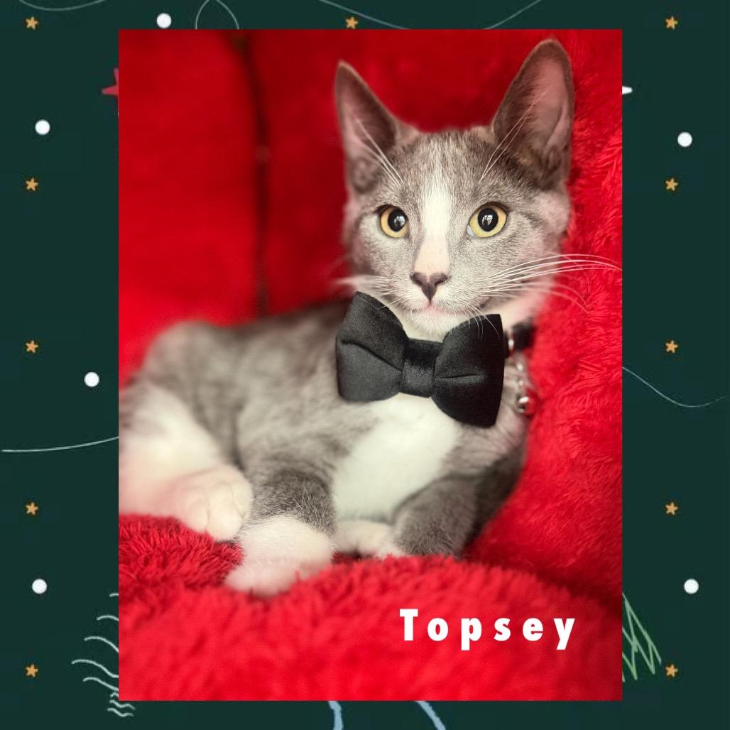Topsey, a Adoptable Domestic Short Hair in League City, TX image 2/6