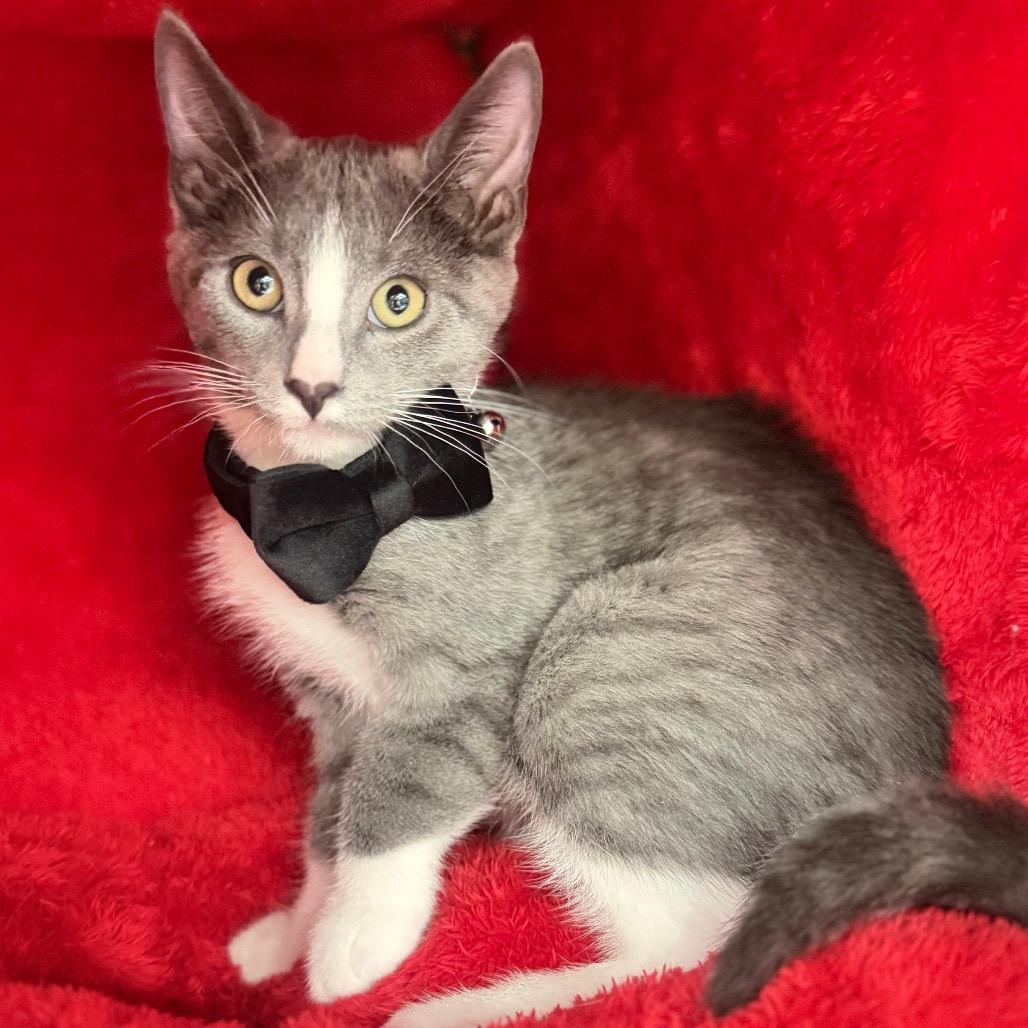 Topsey, a Adoptable Domestic Short Hair in League City, TX image 3/6