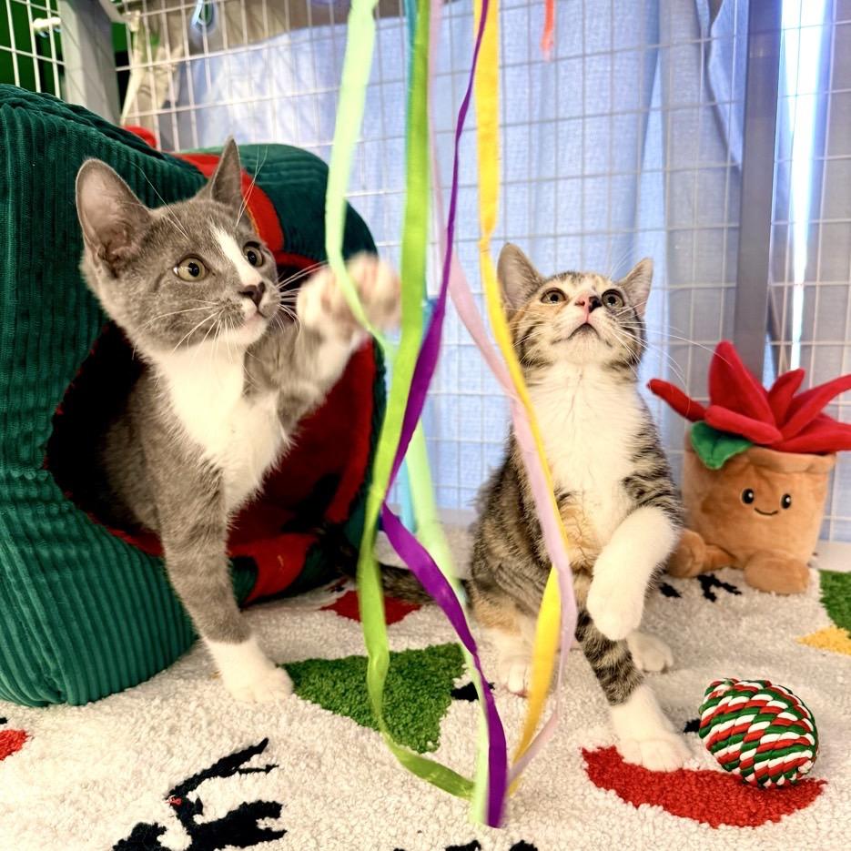 Topsey, a Adoptable Domestic Short Hair in League City, TX image 4/6