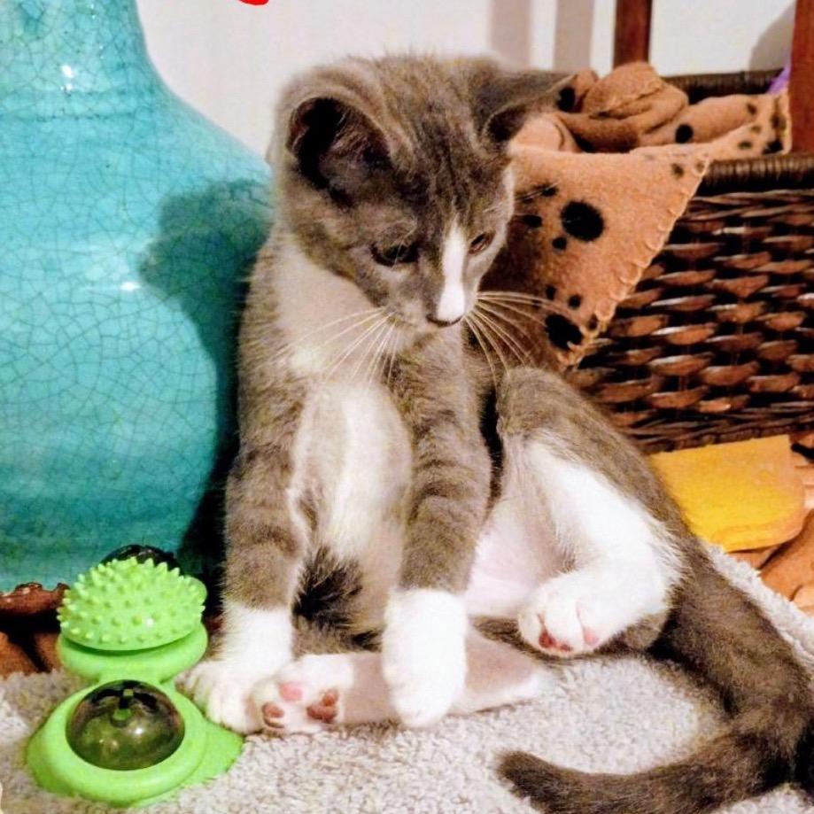 Topsey, a Adoptable Domestic Short Hair in League City, TX image 5/6