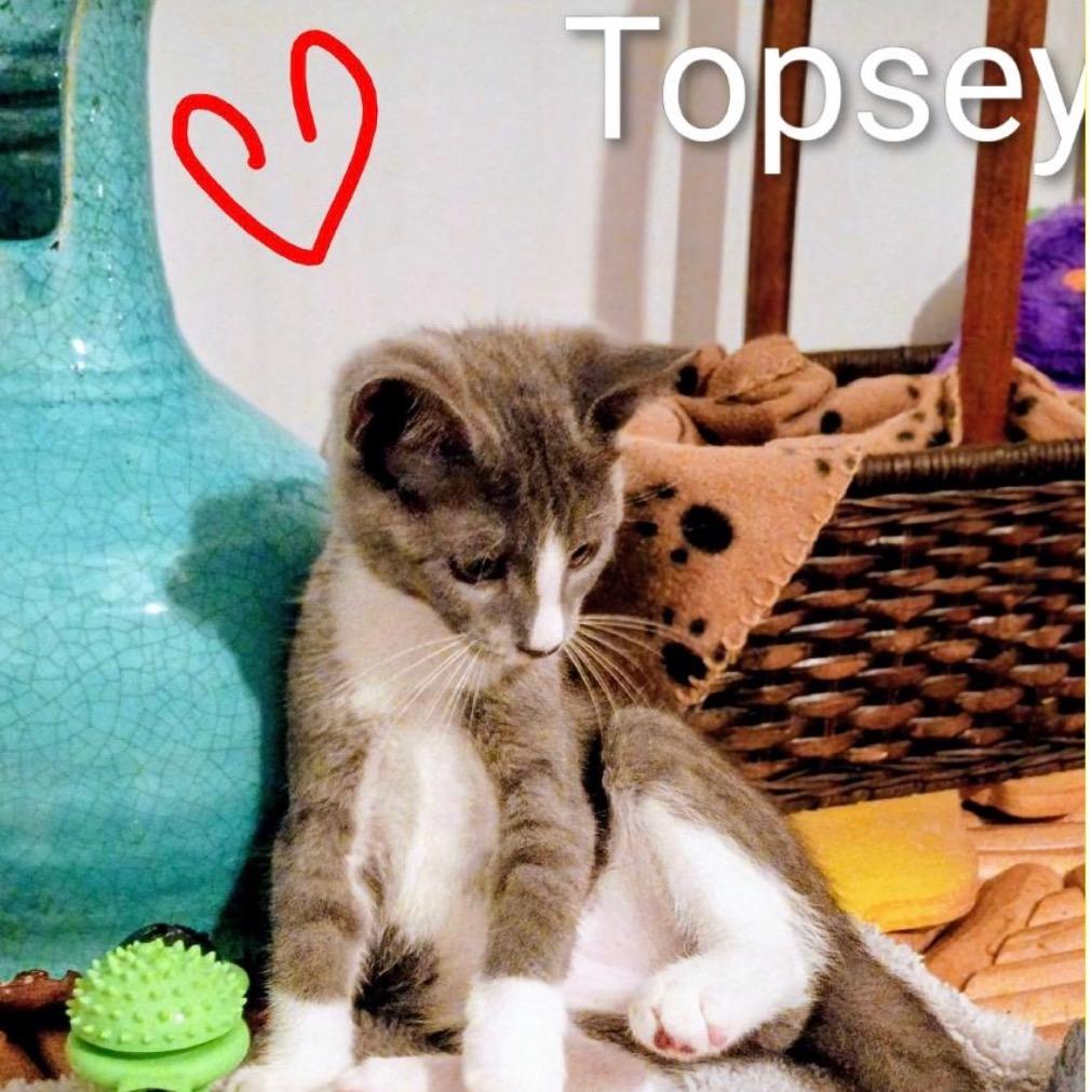 Topsey, a Adoptable Domestic Short Hair in League City, TX image 6/6