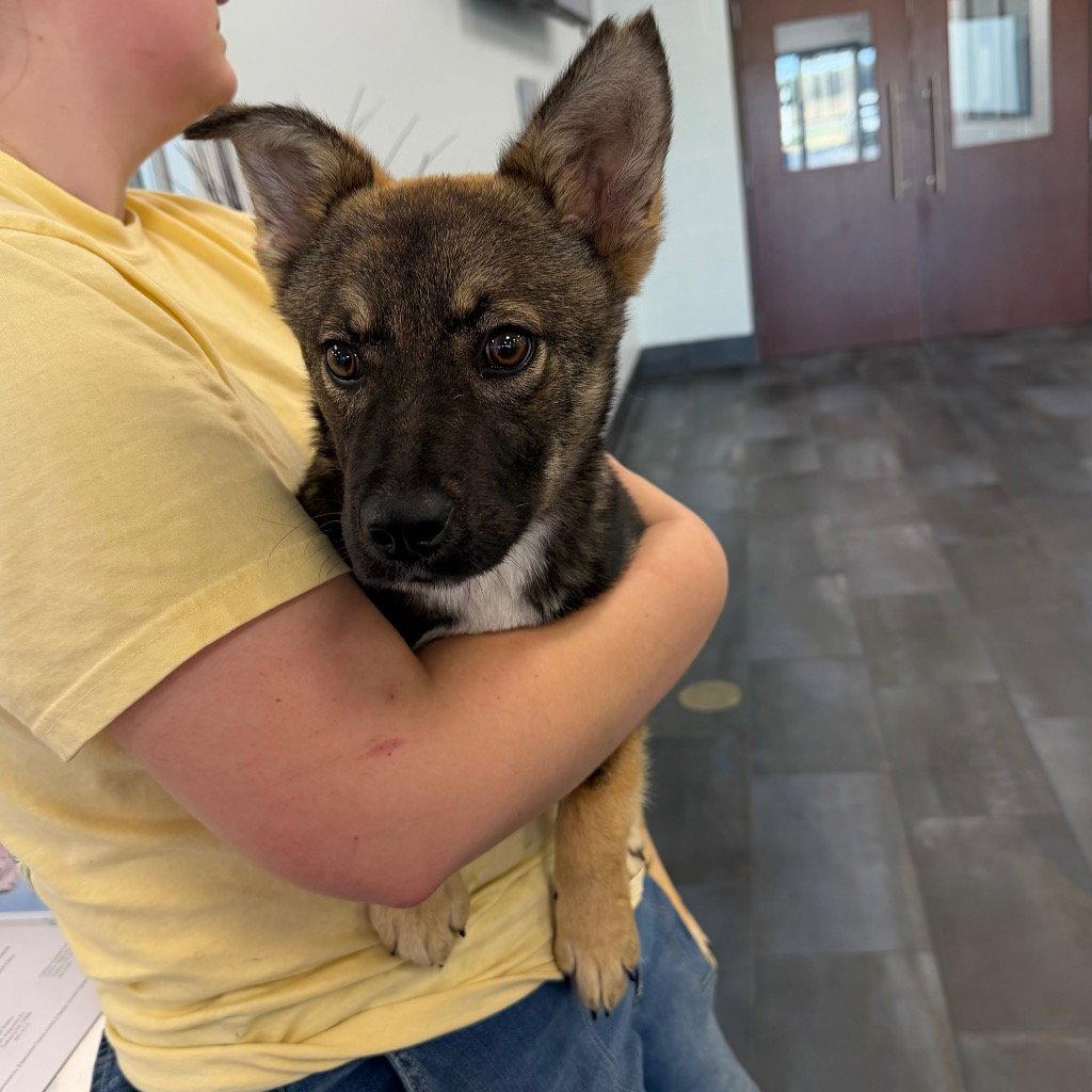 Enlarge 26-127 Sudoku, a Adoptable Shepherd in Tarboro, NC image 1/1