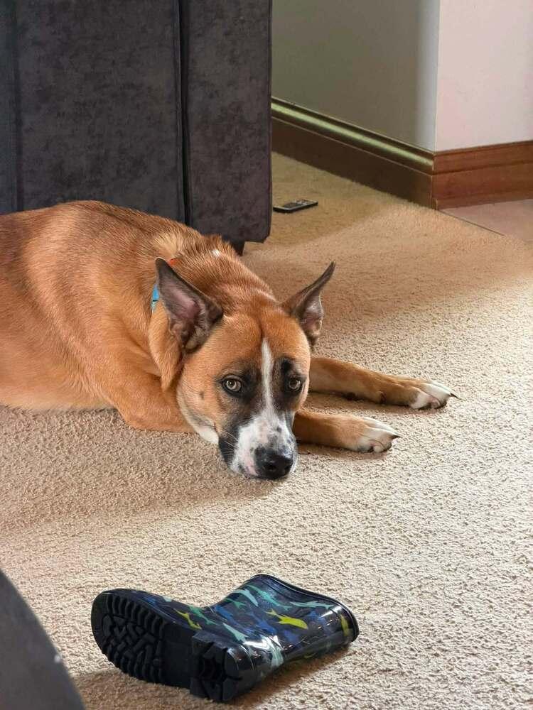 Enlarge Nala, a Adoptable mixed breed in Columbus, OH image 2/5