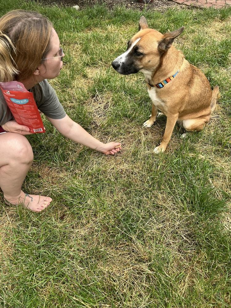 Enlarge Nala, a Adoptable mixed breed in Columbus, OH image 2/3