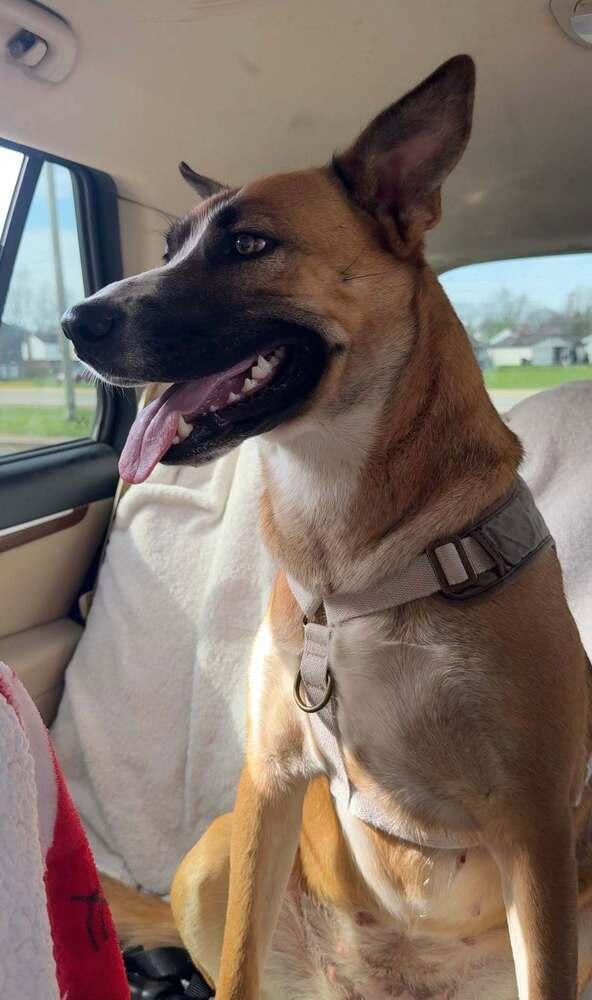 Enlarge Nala, a Adoptable mixed breed in Columbus, OH image 3/3
