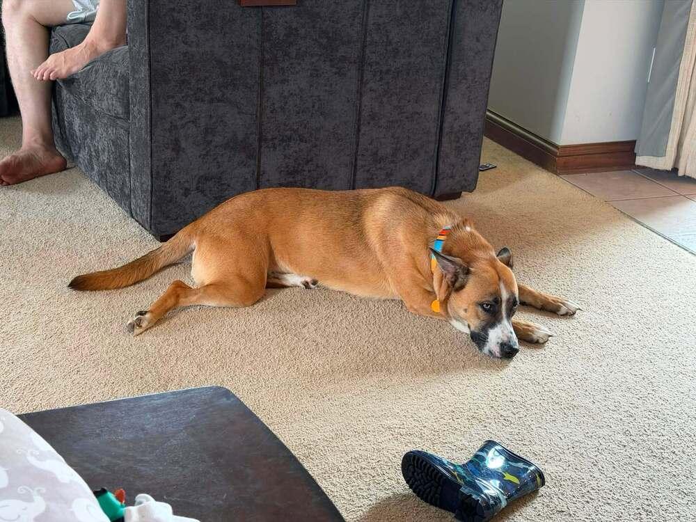 Enlarge Nala, a Adoptable mixed breed in Columbus, OH image 5/5