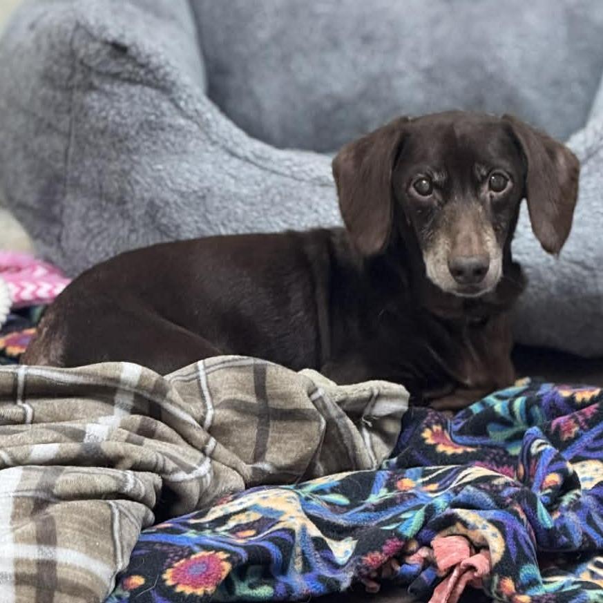 Jack, Adoptable, Senior Male Dachshund.