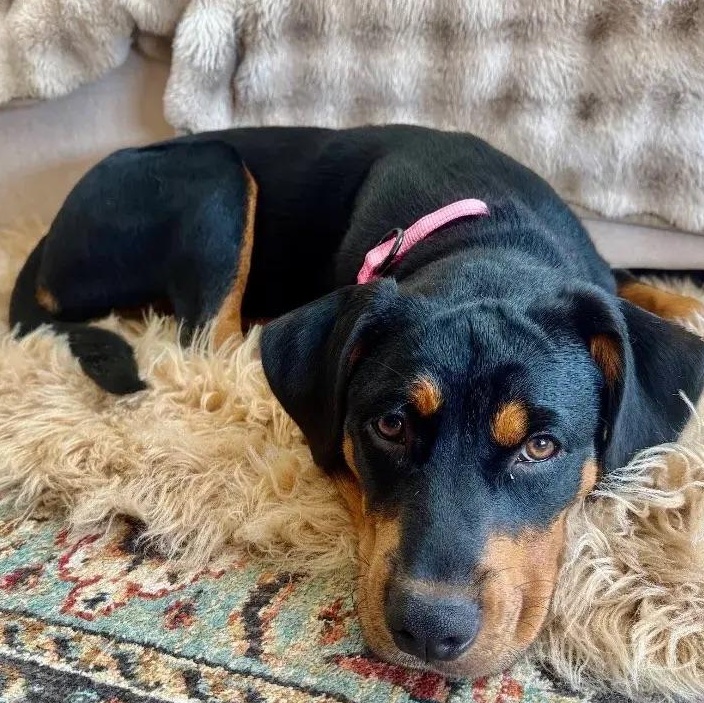 Enlarge Ella, an adopted Rottweiler in Polk, OH image 1/5