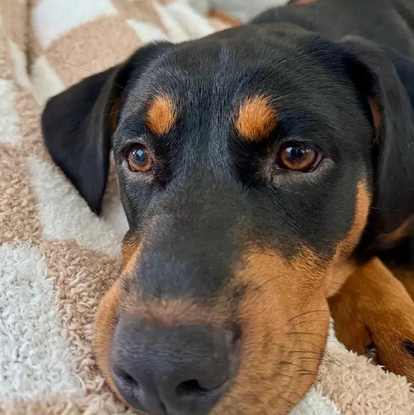 Enlarge Ella, an adopted Rottweiler in Polk, OH image 4/5