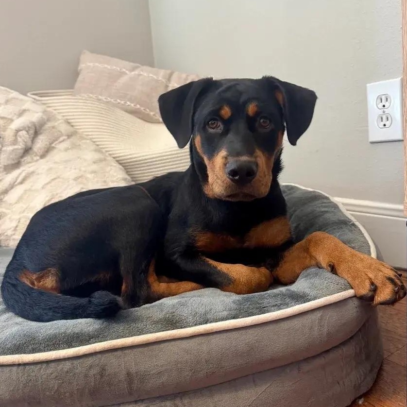 Enlarge Ella, an adopted Rottweiler in Polk, OH image 3/5