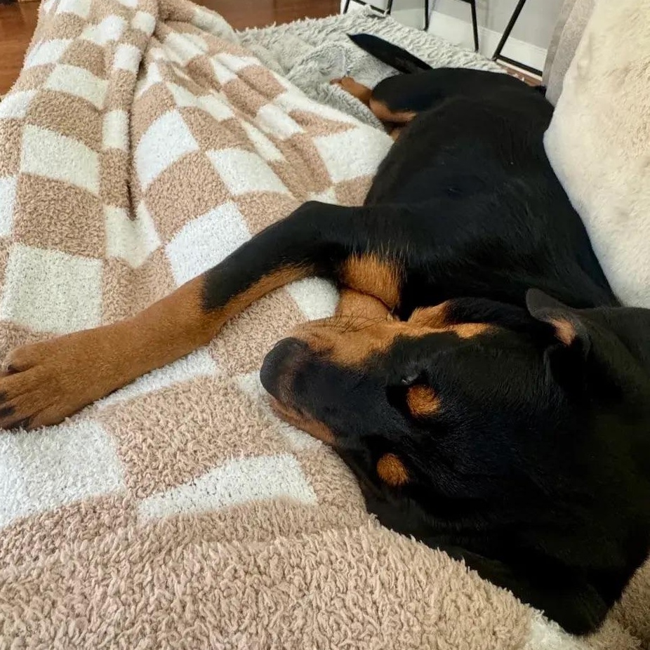 Enlarge Ella, an adopted Rottweiler in Polk, OH image 5/5