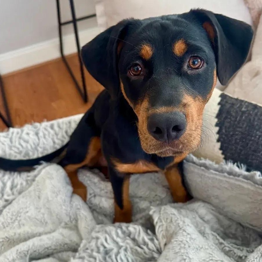 Enlarge Ella, an adopted Rottweiler in Polk, OH image 2/5