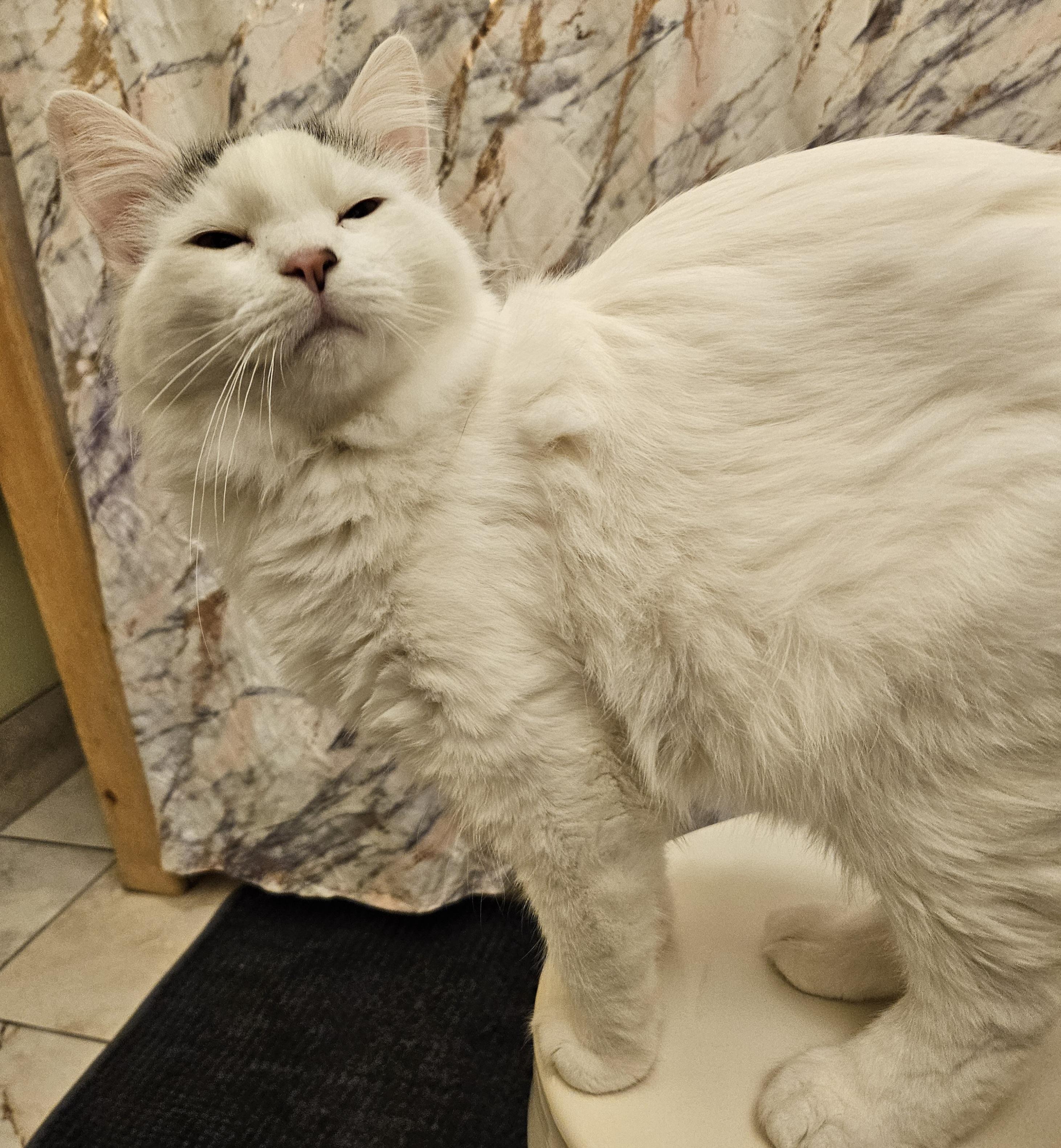 Enlarge Chong-LAP CAT!, an adoptable mixed breed in Hartford, CT image 2/6