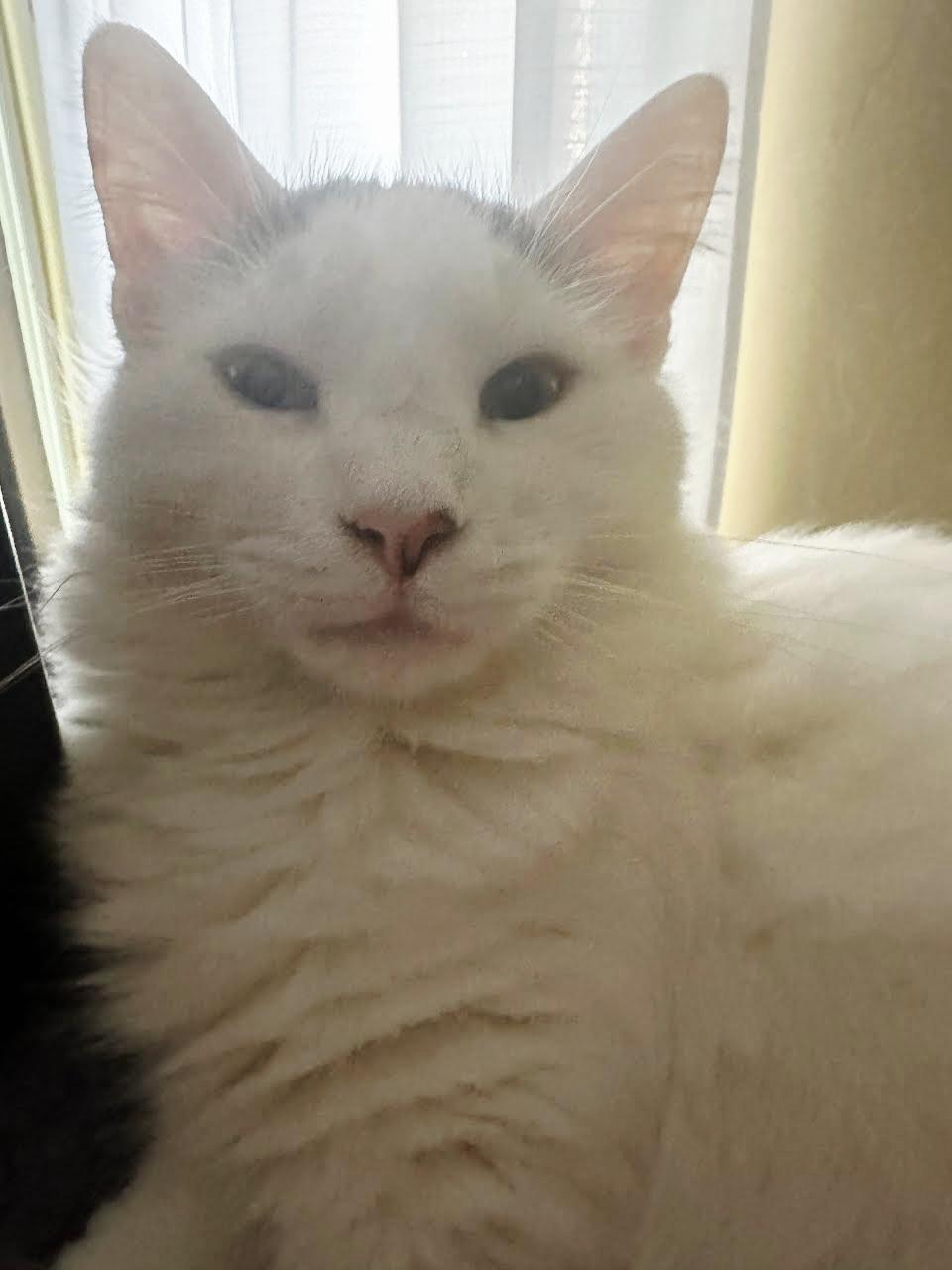 Chonglap Cat!