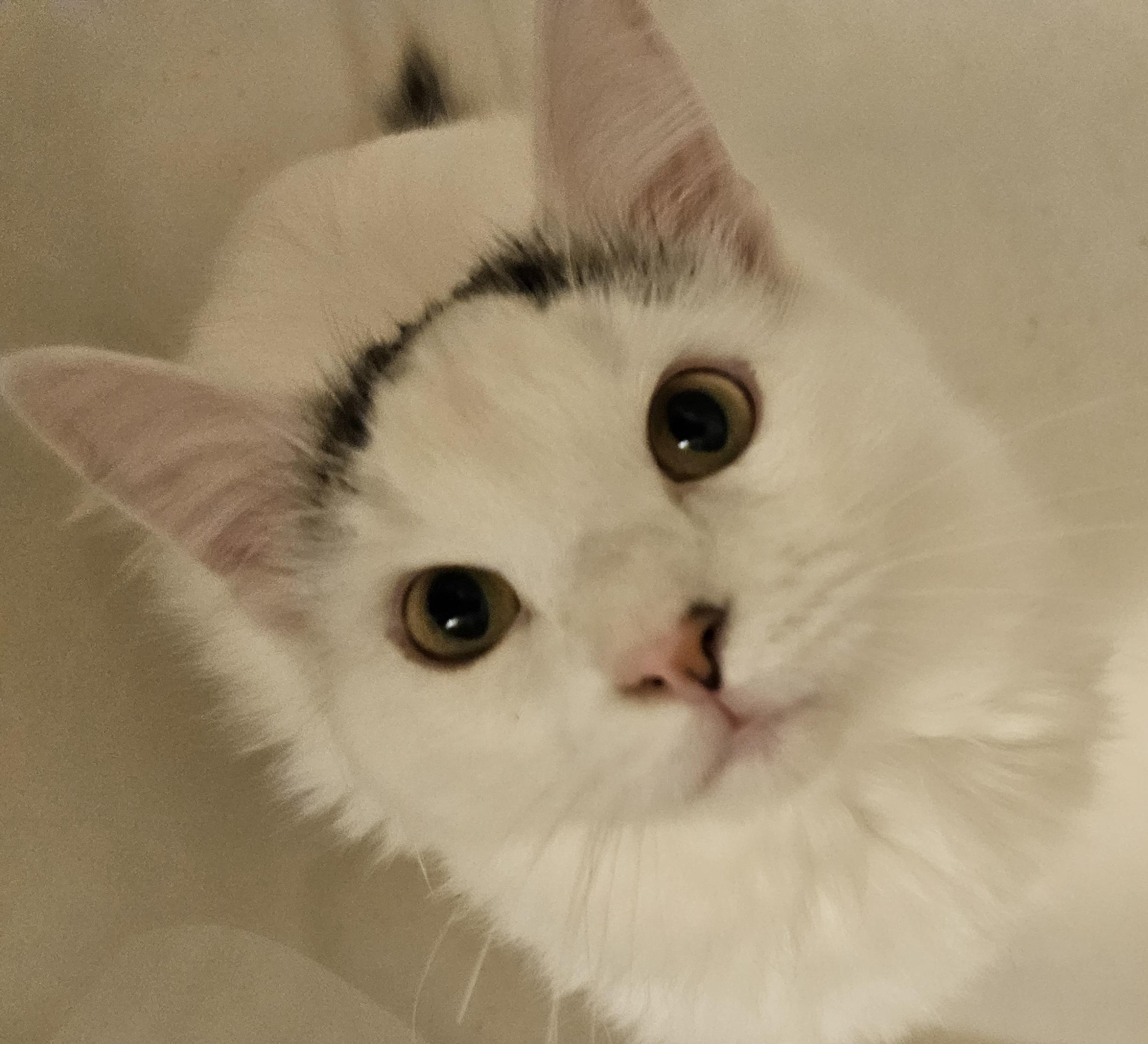 Enlarge Chong-LAP CAT!, an adoptable mixed breed in Hartford, CT image 3/6