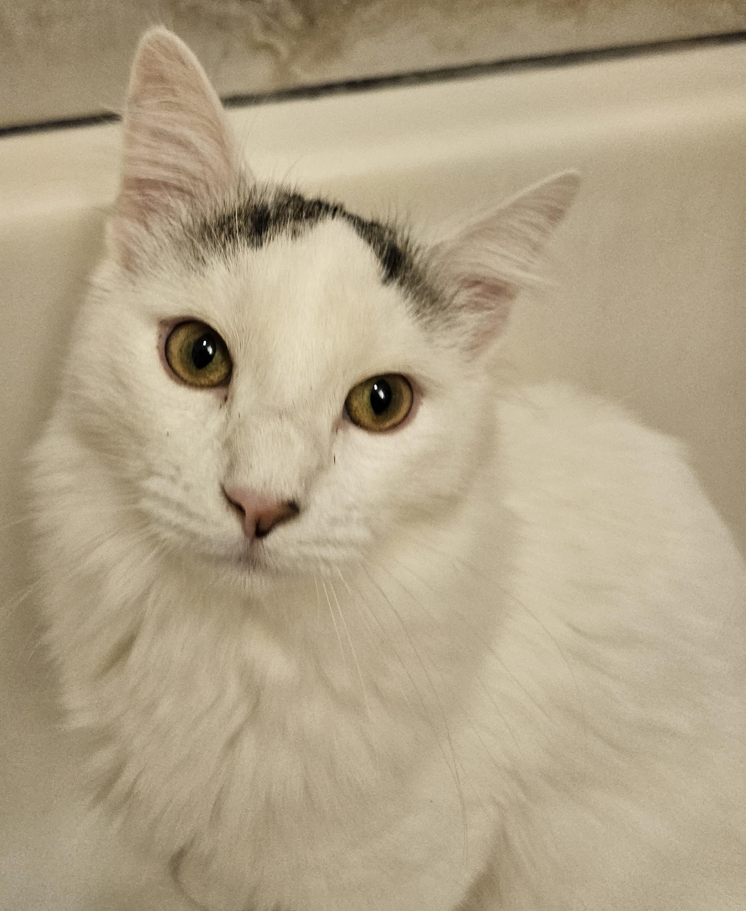 Enlarge Chong-LAP CAT!, an adoptable mixed breed in Hartford, CT image 4/6