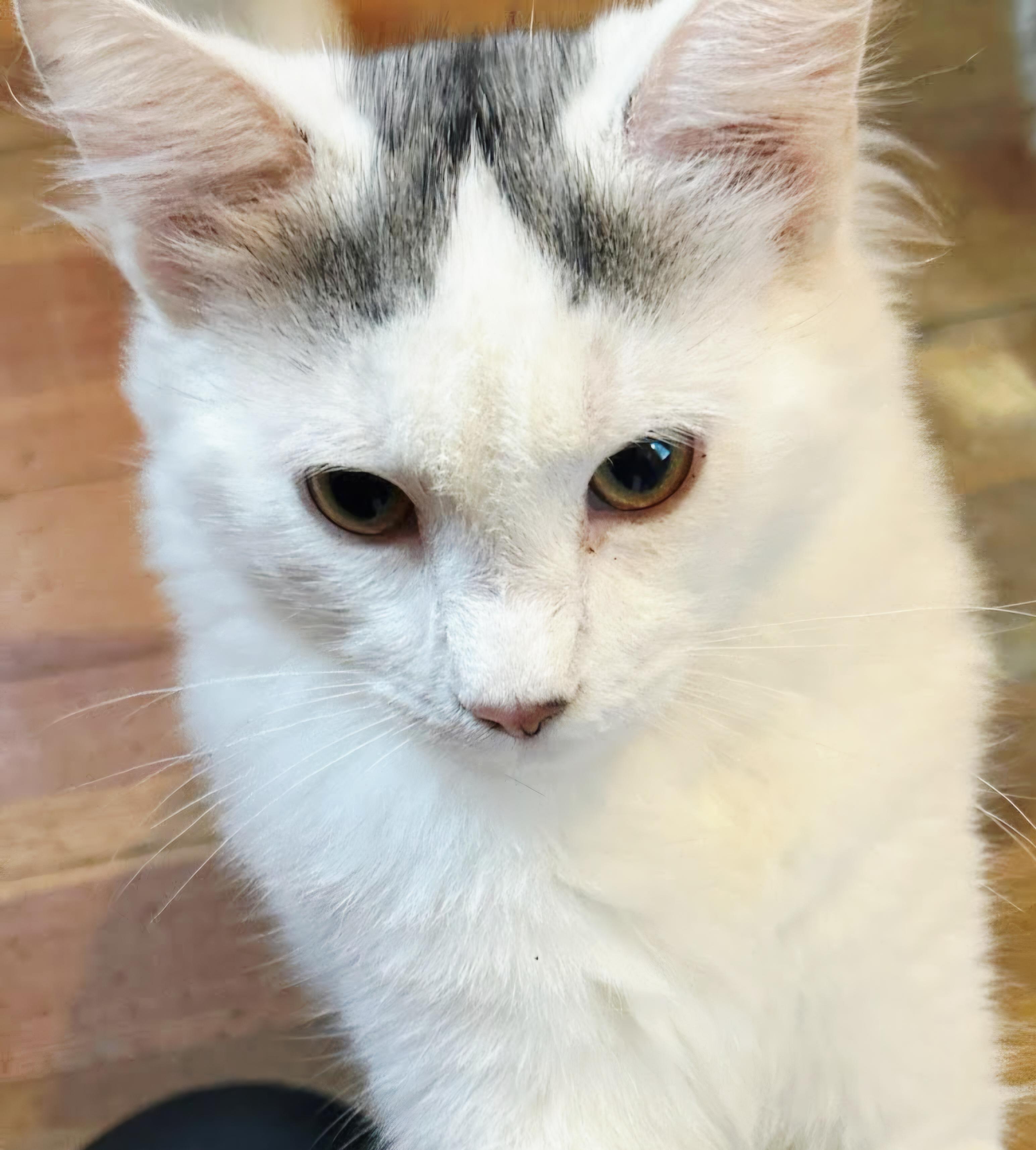 Chonglap Cat! thumbnail 2