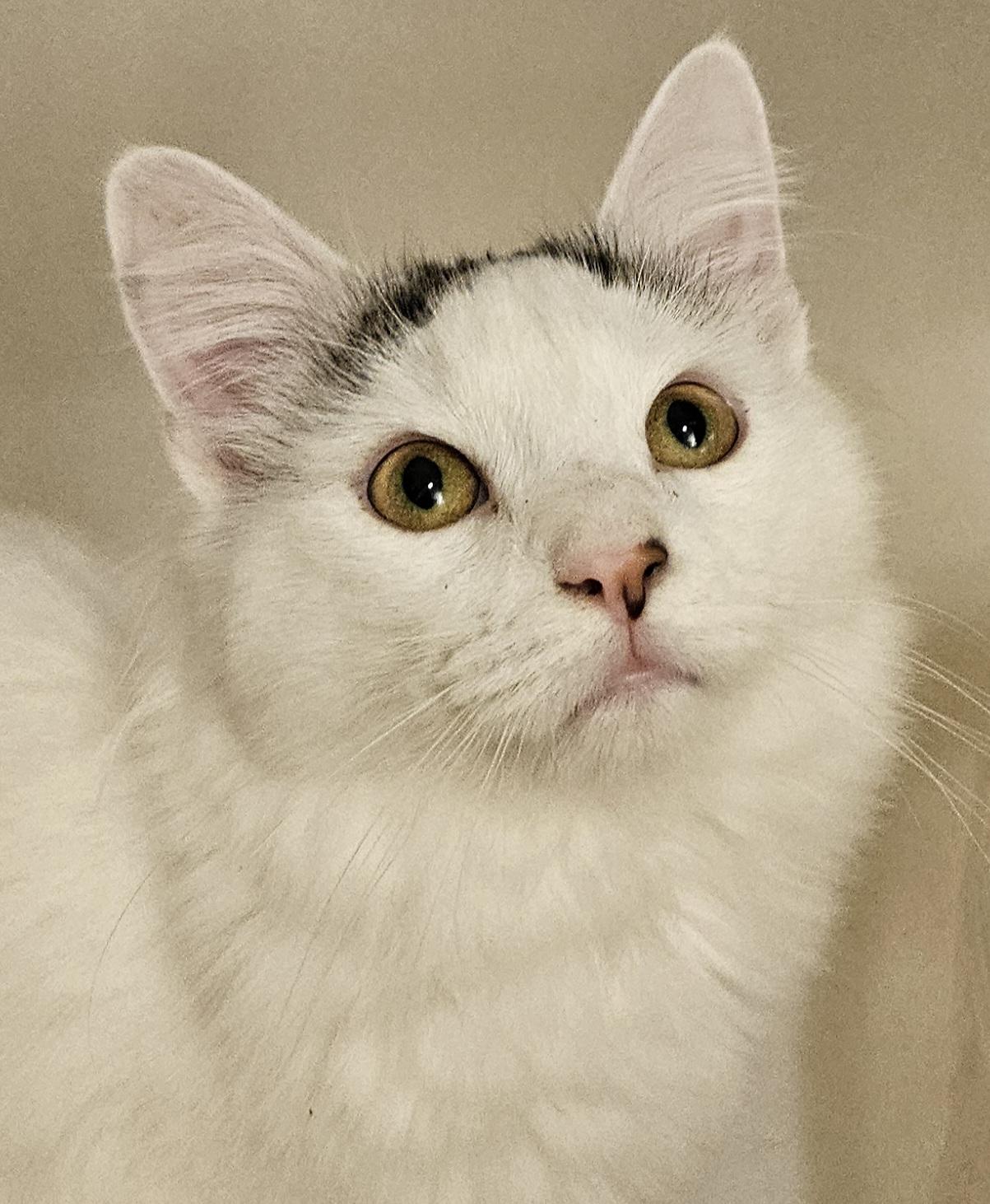 Chong-LAP CAT!, adoptable, Young Male Turkish Van & Turkish Angora.