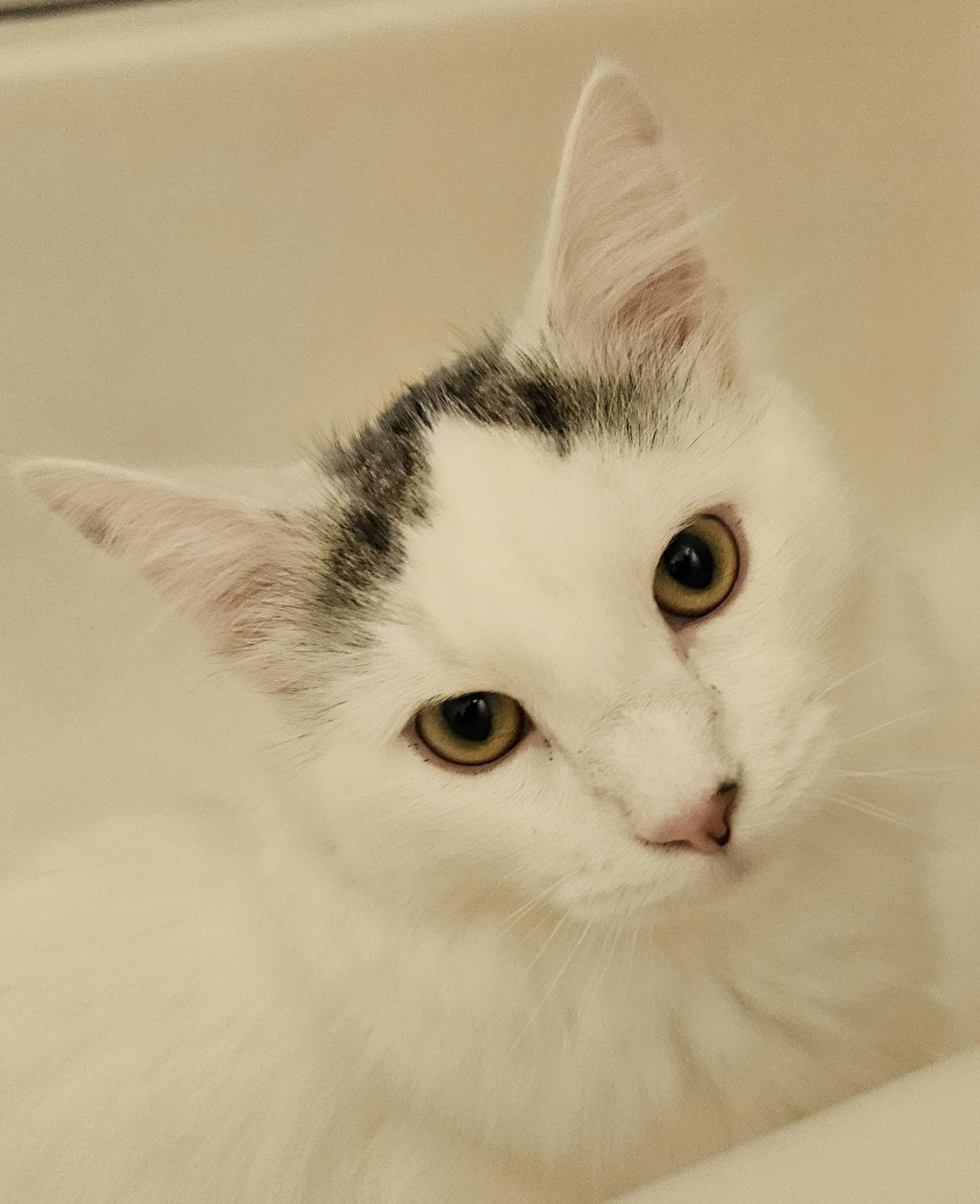 Enlarge Chong-LAP CAT!, an adoptable mixed breed in Hartford, CT image 5/6