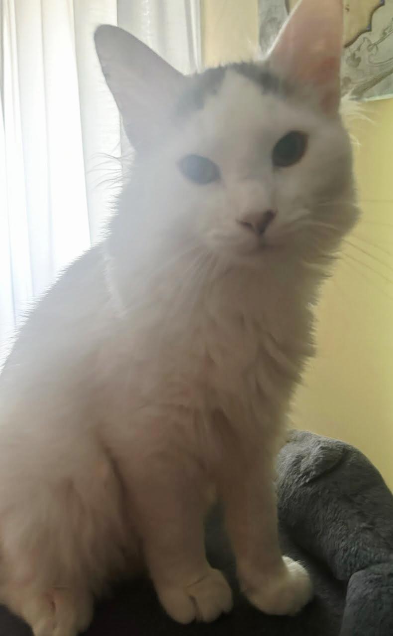 Chonglap Cat! thumbnail 3