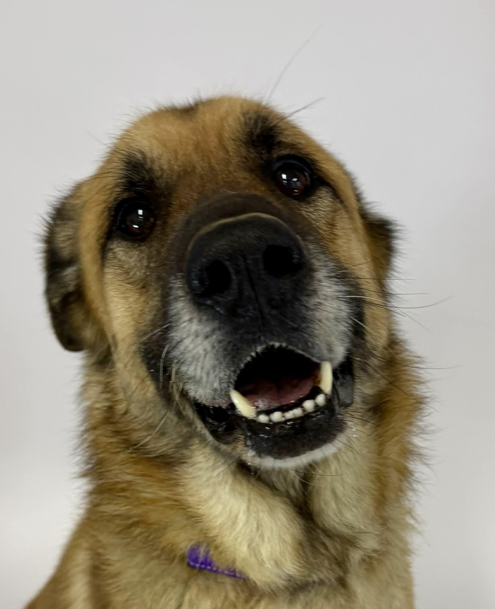 Enlarge Elf, a ADOPTABLE German Shepherd Dog in Shelbyville, KY image 5/5