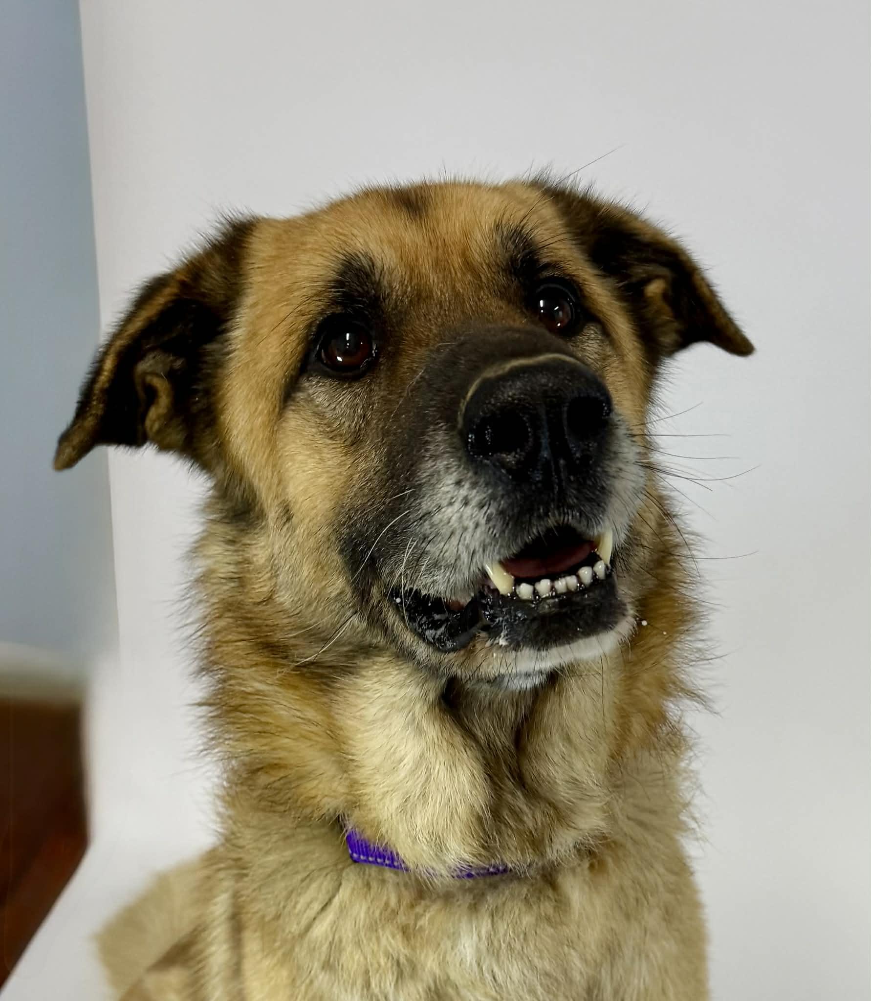 Enlarge Elf, a ADOPTABLE German Shepherd Dog in Shelbyville, KY image 3/5