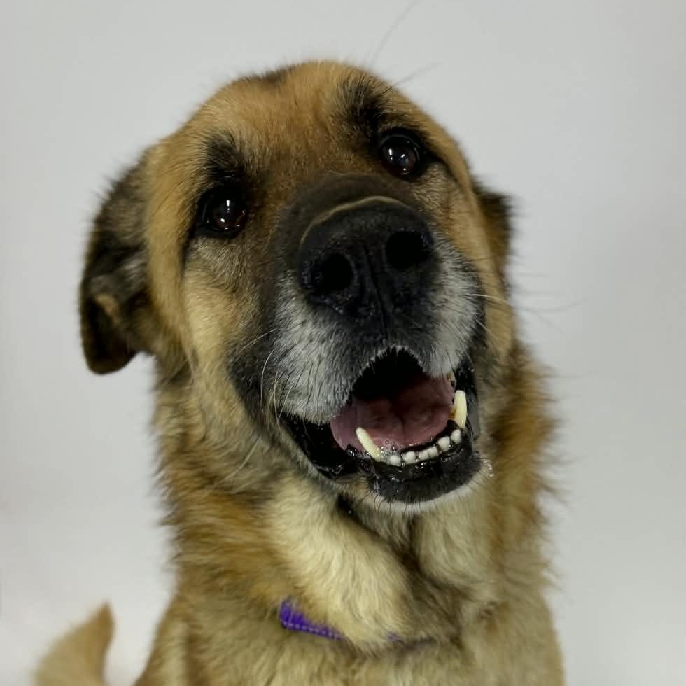 Enlarge Elf, a ADOPTABLE German Shepherd Dog in Shelbyville, KY image 1/5