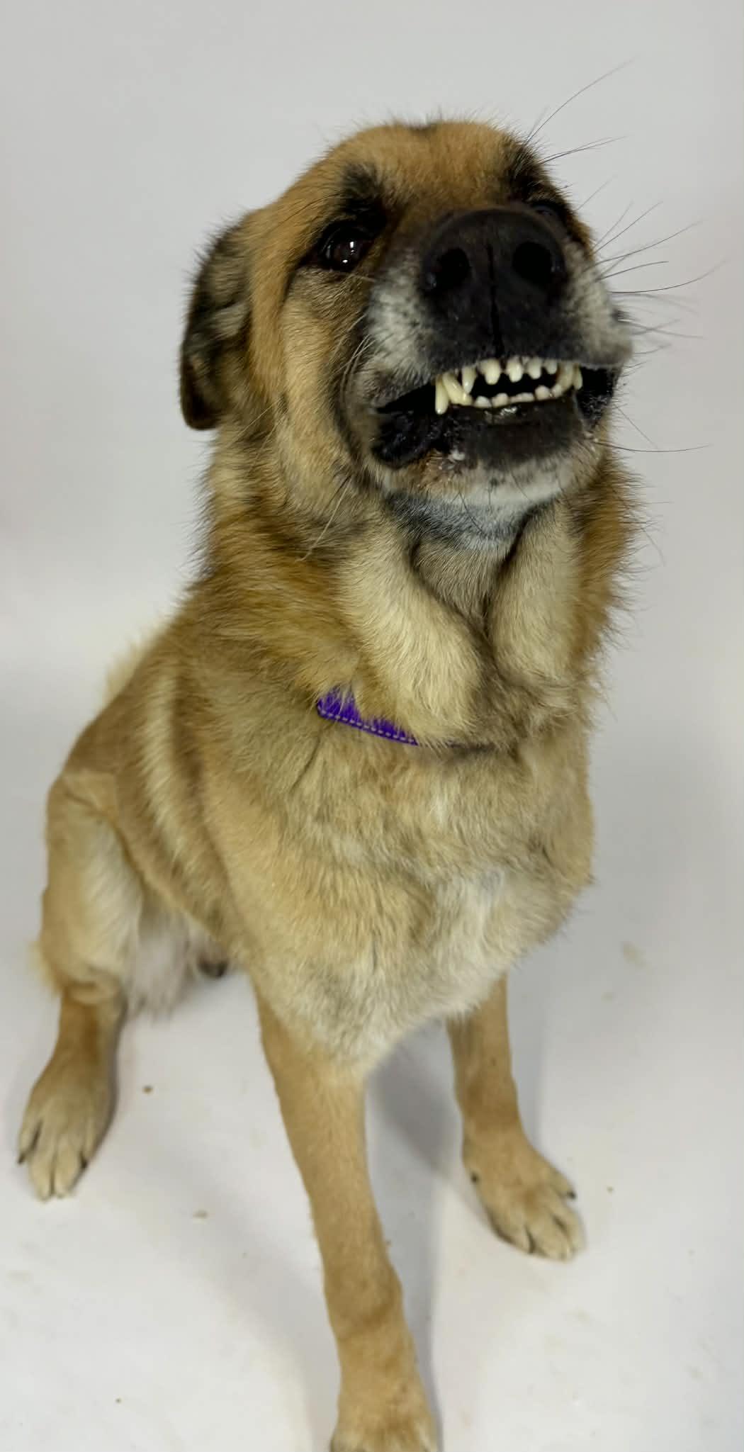 Enlarge Elf, a ADOPTABLE German Shepherd Dog in Shelbyville, KY image 2/5