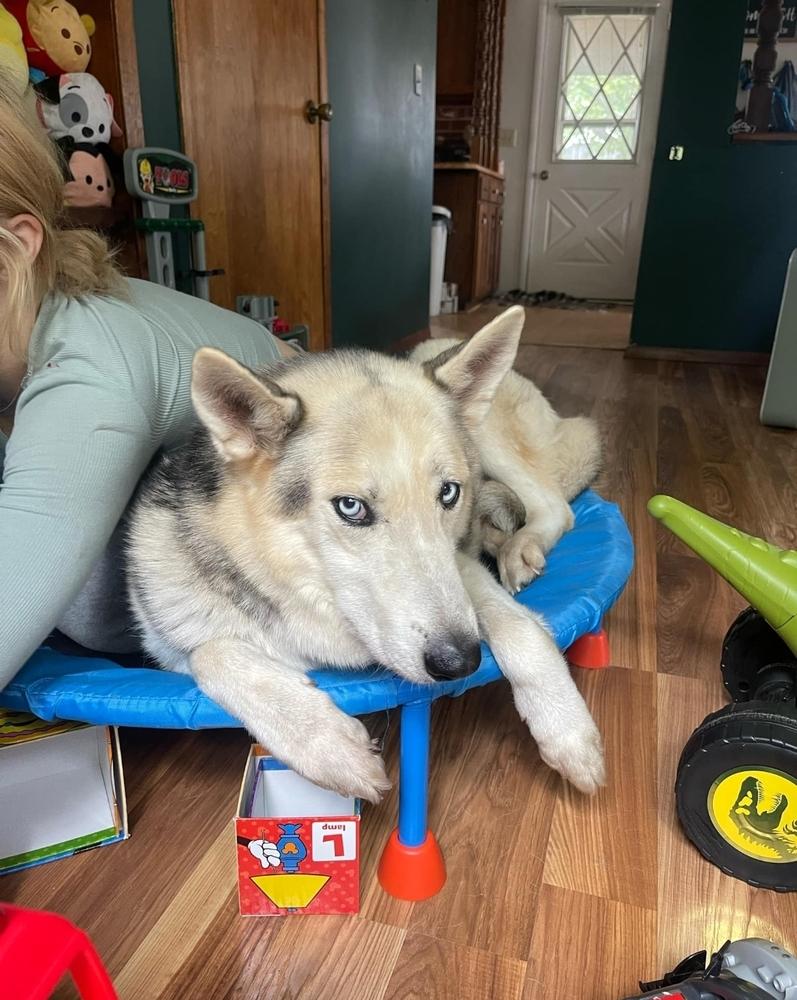Rockie IV, a Adoptable Husky in Fredonia, WI image 1/5