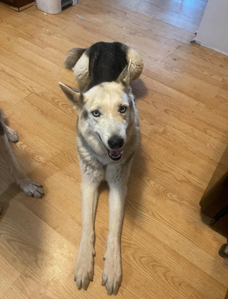 Rockie IV, a Adoptable Husky in Fredonia, WI image 2/5