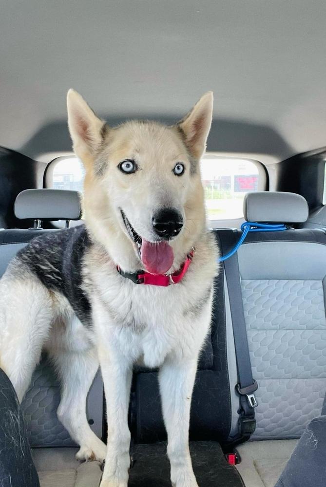 Rockie IV, a Adoptable Husky in Fredonia, WI image 3/5